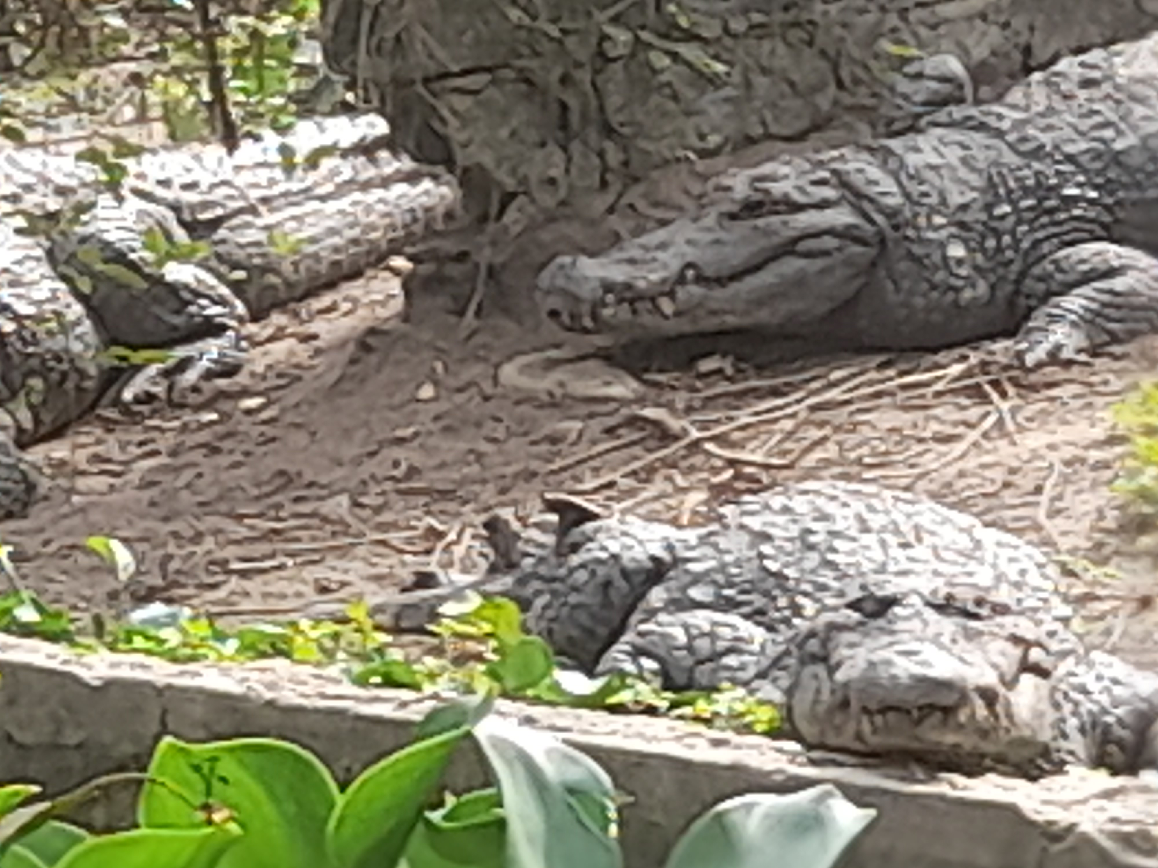 Krokodilpark Djibélor